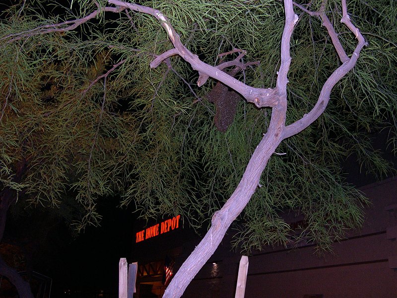 Courtesy Pest Control Photo Gallery